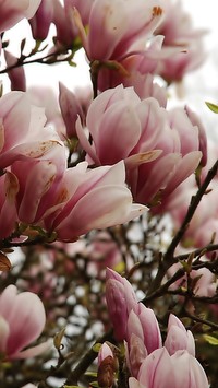 Mag­no­lia różowa  de­likat­na i uwodząca swoim za­pachem
