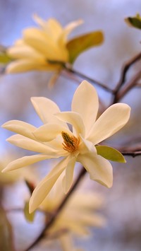 Magnolia gwiaździsta