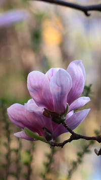 Magnolia na gałązce