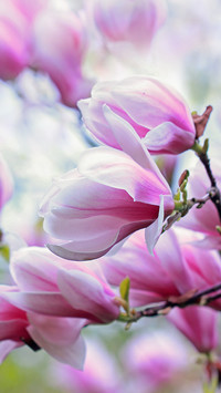Magnolia o różowych kwiatach