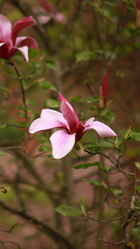 Magnolia purpurowa