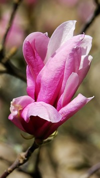 Magnolia