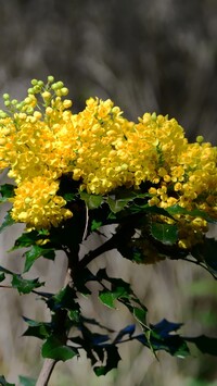 Mahonia pospolita