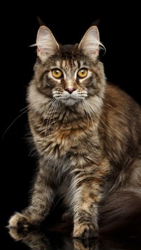 Maine coon