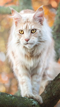 Maine coon