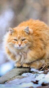 Maine coon