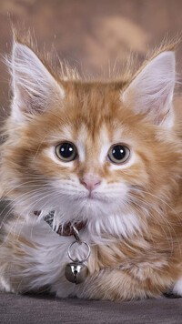 Maine coon