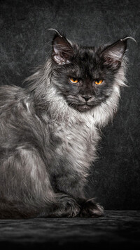 Maine coon