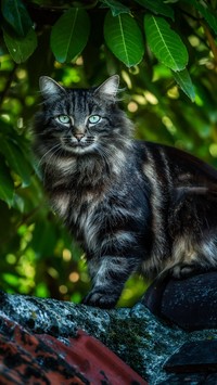 Maine coon na dachu