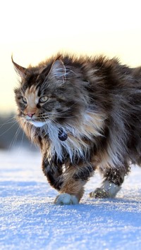 Maine coon na śniegu