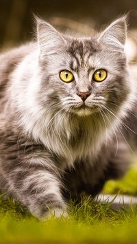 Maine coon w trawie