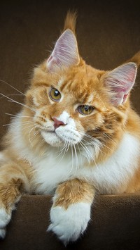 Maine coon