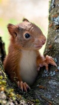 Mała wiewiórka