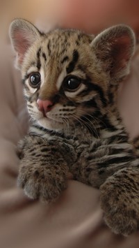 Malutki ocelot