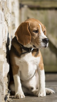 Mały beagle pod ścianą