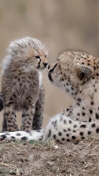 Mały gepard z matką