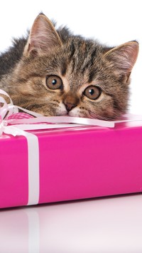 Mały kociak z prezentem