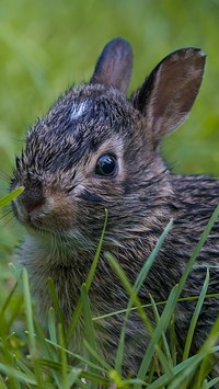 Mały króliczek w trawie