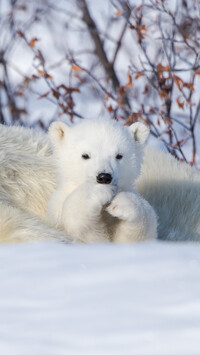 Mały niedźwiadek polarny