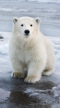 Mały niedźwiedź polarny
