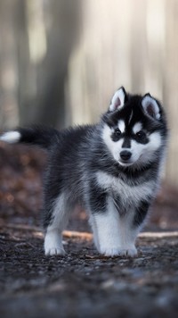 Mały siberian husky