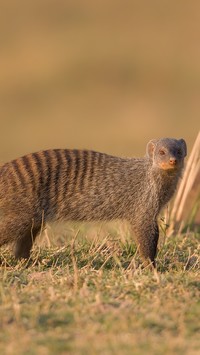 Mangusta pręgowana