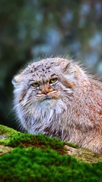 Manul stepowy