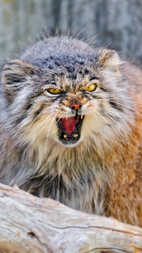 Manul