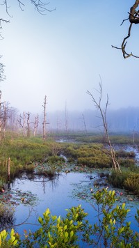 Mgła nad bagnami