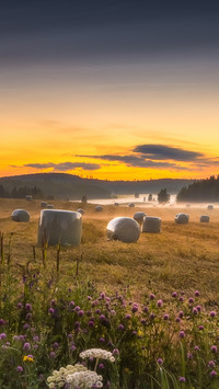 Mgła nad polami i łąkami