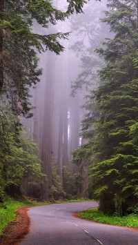 Mgła nad szosą w lesie