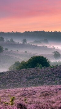 Mgła nad wrzosowiskiem