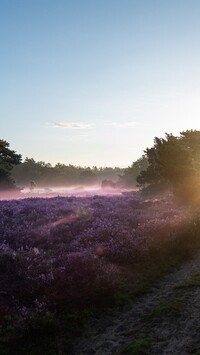 Mgła nad wrzosowiskiem