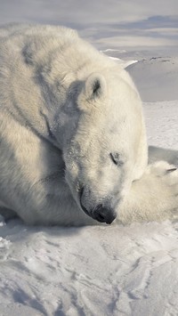 Miś polarny śpiący na śniegu