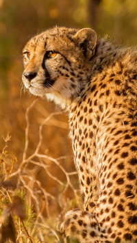Młody gepard