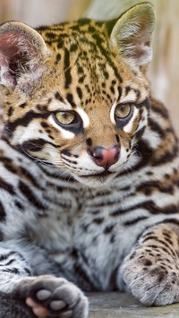 Młody Ocelot