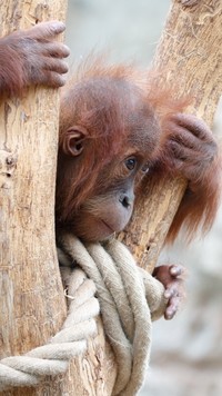 Młody orangutan na drzewie