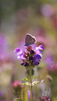 Modraszek ikar na fioletowym kwiatku