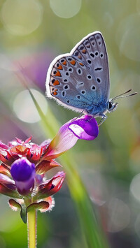 Modraszek ikar na kwiatku