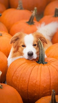 Mordka border collie na dyni