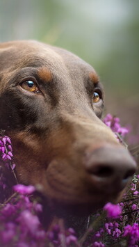 Mordka dobermana