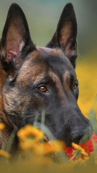 Mordka Owczarka belgijskiego Malinois