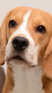 Mordka psa rasy beagle