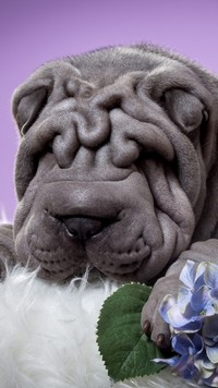 Mordka psa rasy shar pei