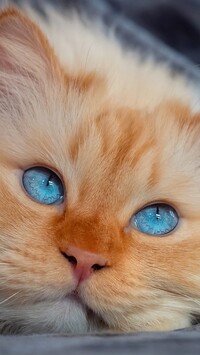 Mordka rudego niebieskookiego kota w zbliżeniu