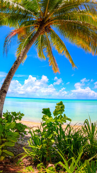 Morska plaża z palmami