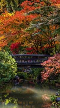 Mostek i krzewy w ogrodzie japońskim