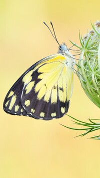 Motyl belenois creona