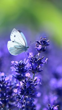 Motyl bielinek przysiadł na lawendzie