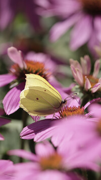 Motyl cytrynek na różowej jeżówce